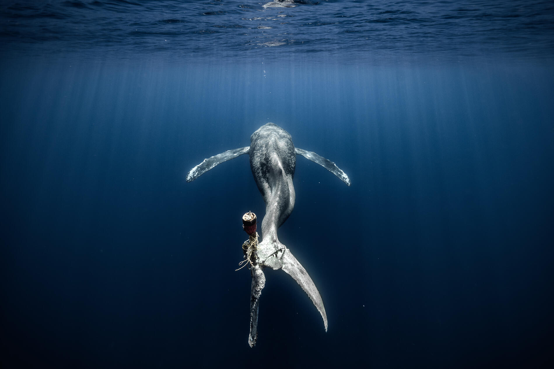 3er puestoFotógrafo oceánico del año