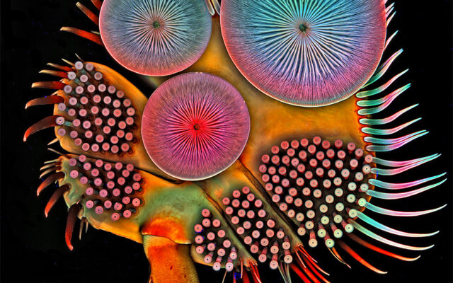 Igor Siwanowicz microscopio