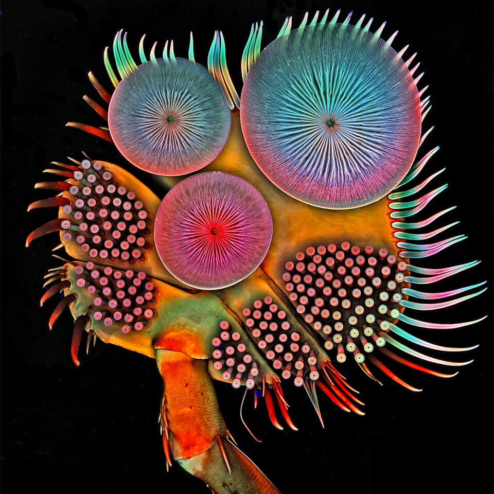 Igor Siwanowicz microscopio