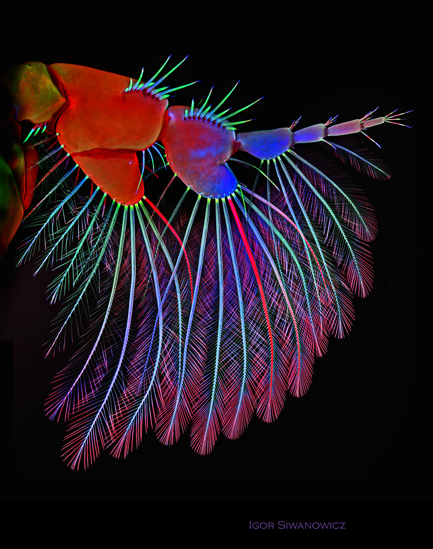 Igor Siwanowicz microscopio Isopod appendage