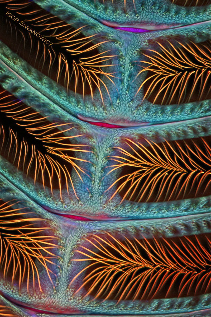 Igor Siwanowicz microscopio Moth antennae, detail
