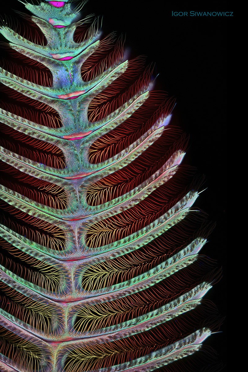 Igor Siwanowicz microscopio Moth antennae