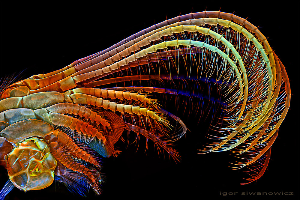 Igor Siwanowicz microscopio bernacle