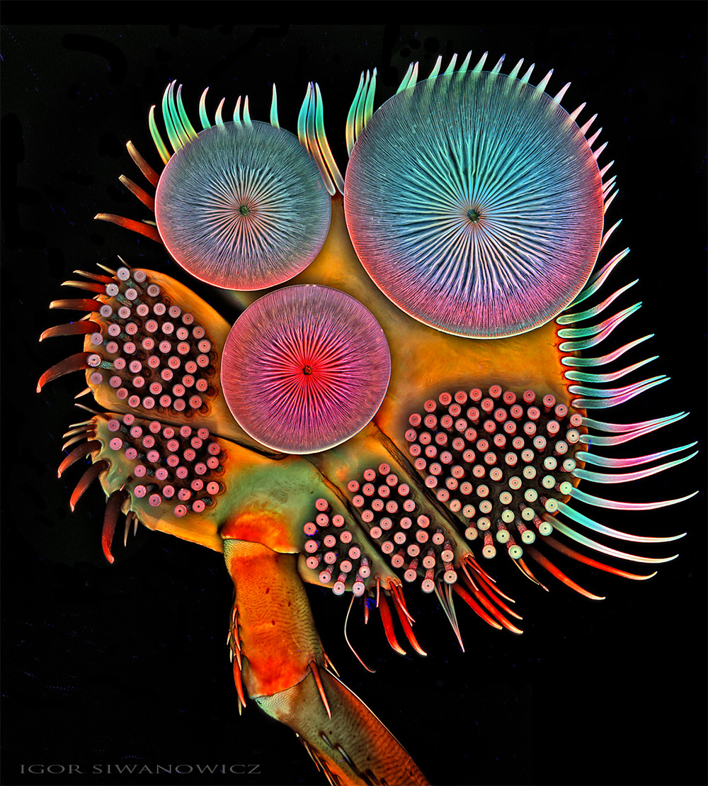Igor Siwanowicz microscopio