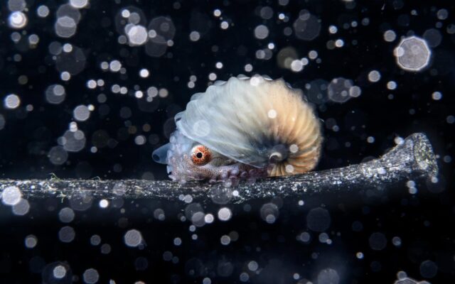 Primer puesto: Fotógrafo oceánico