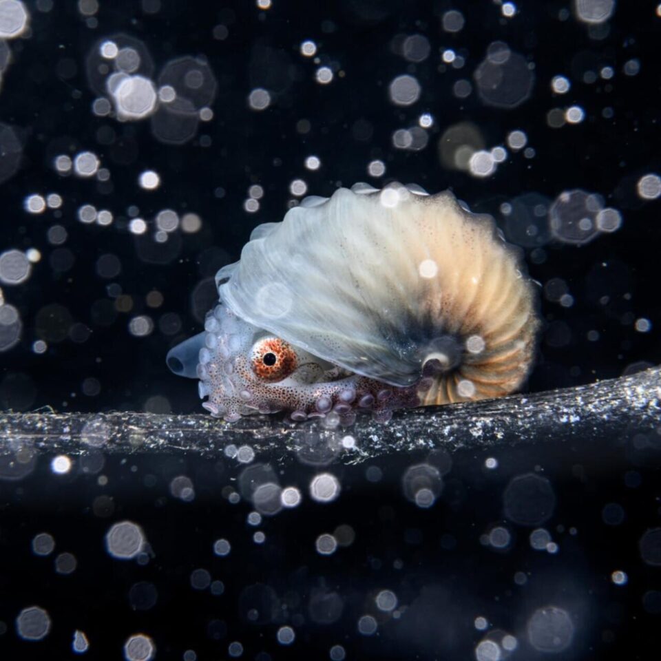 Primer puesto: Fotógrafo oceánico