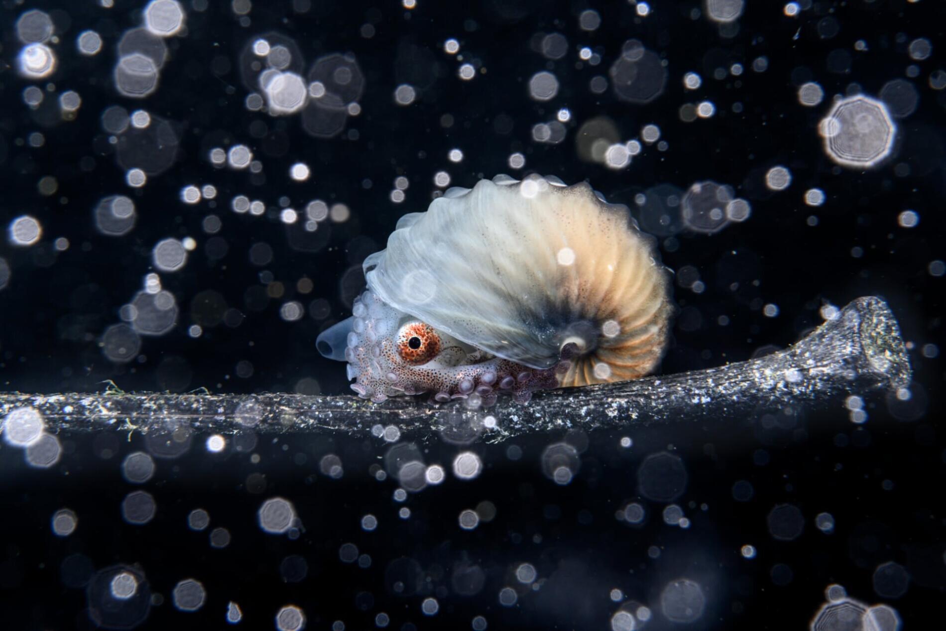 Primer puesto: Fotógrafo oceánico