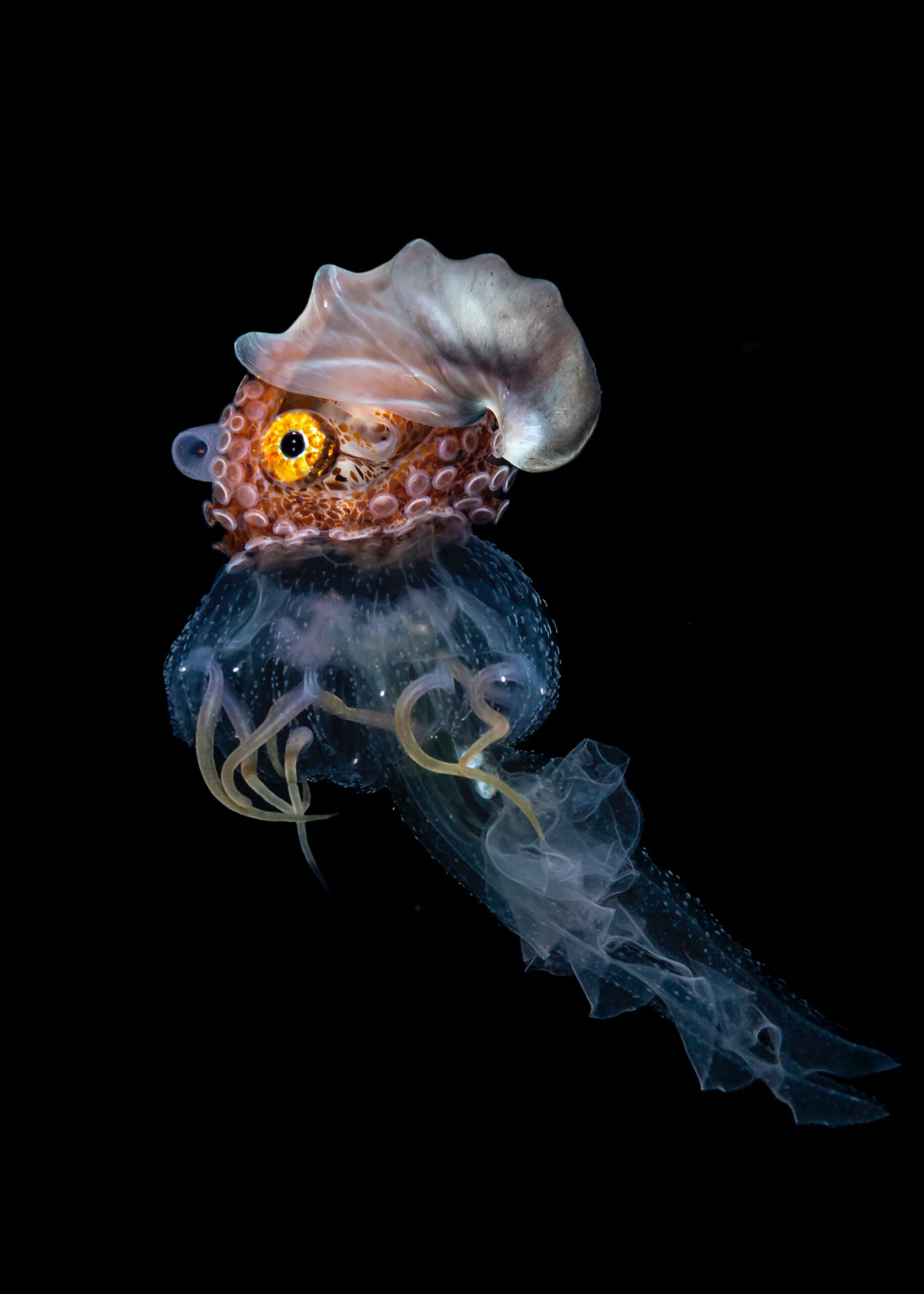 Renee Cappozzola, a female paper nautilus with egg case rides a small jellyfish, taken on a blackwater dive, Anilao, Philippines