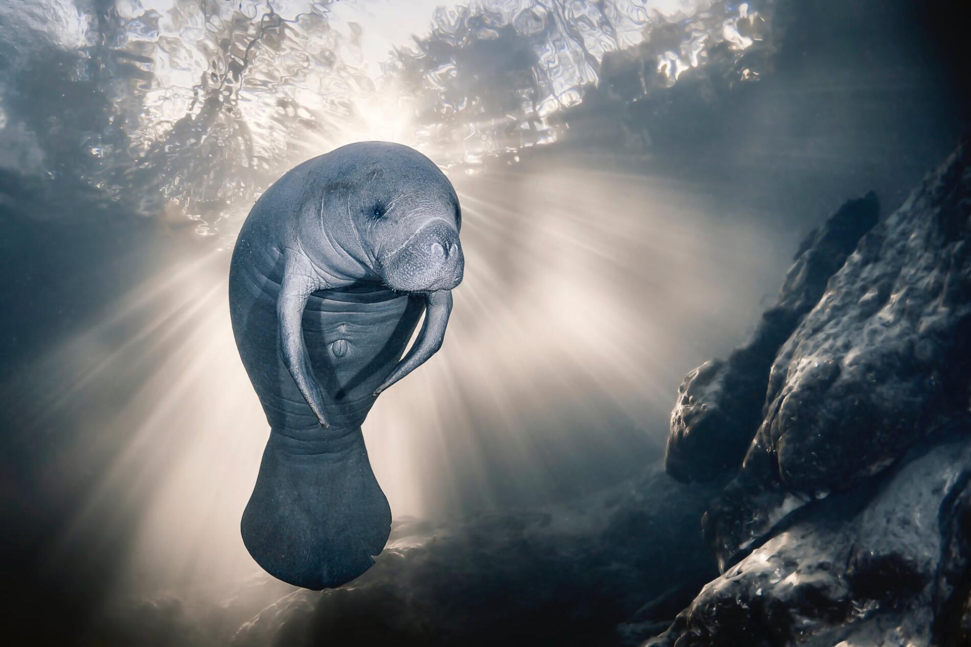 Sylvie Ayer, a manatee enjoys the crystal-clear waters of the Homosassa River, Florida