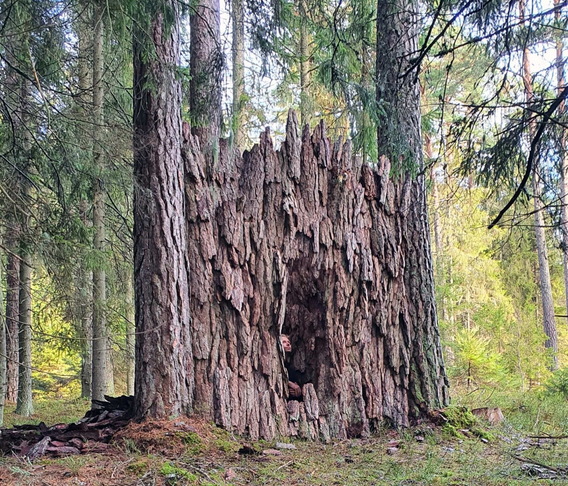 Ulf Mejergren construcciones refugios de la naturaleza